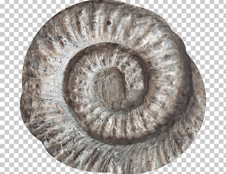 Seashell Fossil Ammonites Spiral Stock Photography PNG, Clipart, Alamy, Ammonites, Animals, Fossil, Fossiliferous Limestone Free PNG Download