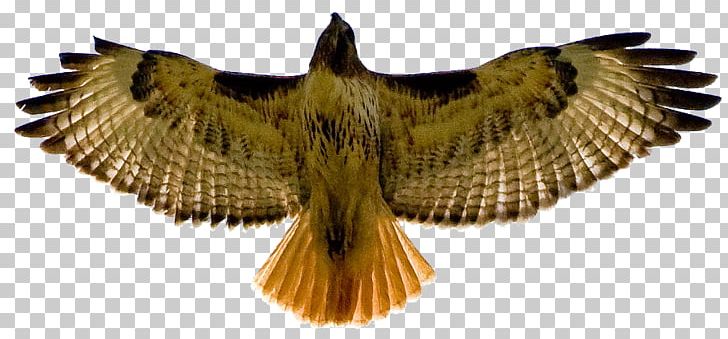 Bird Red-tailed Hawk Red-shouldered Hawk PNG, Clipart, Accipitriformes, Beak, Bird, Bird Of Prey, Coopers Hawk Free PNG Download