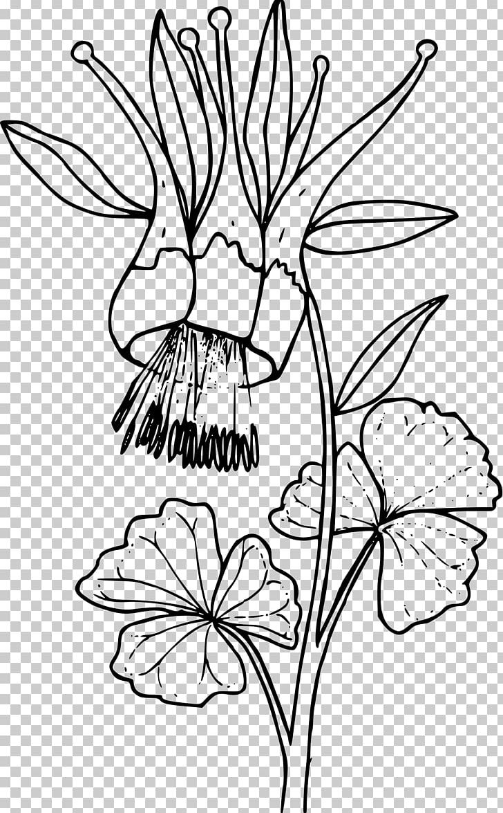 Colorado Blue Columbine Drawing Floral Design PNG, Clipart, Art, Artwork, Black And White, Branch, Color Free PNG Download