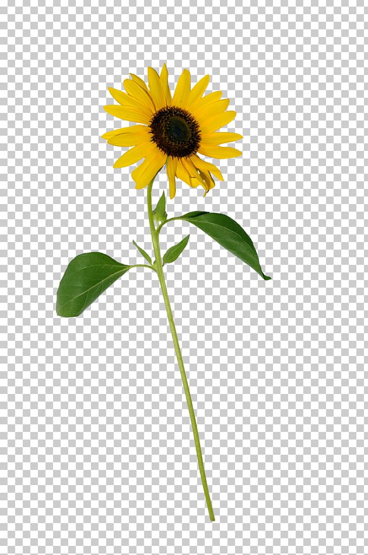 Common Sunflower Photography PNG, Clipart, Annual Plant, Clip Art, Common Sunflower, Daisy Family, Desktop Wallpaper Free PNG Download