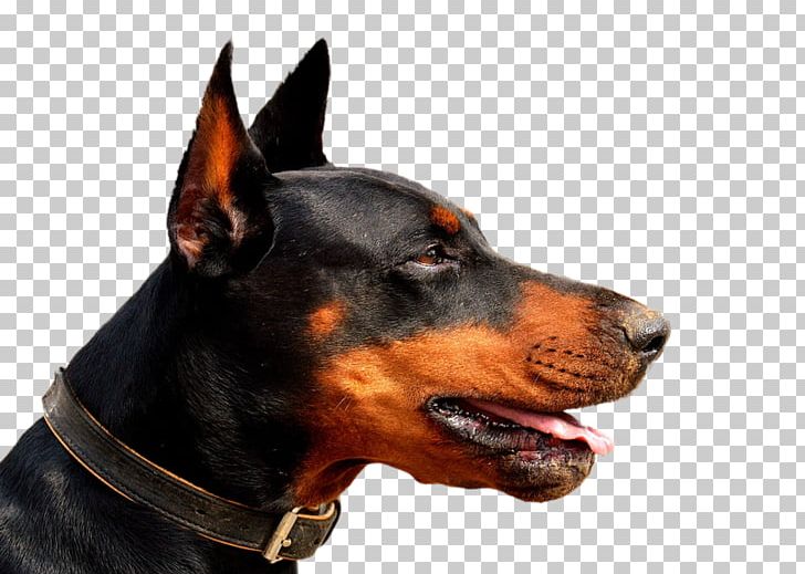 Dobermann Cat Puppy Yulin Veterinarian PNG, Clipart, Animal, Animals, Breed, Carnivoran, Doberman Free PNG Download