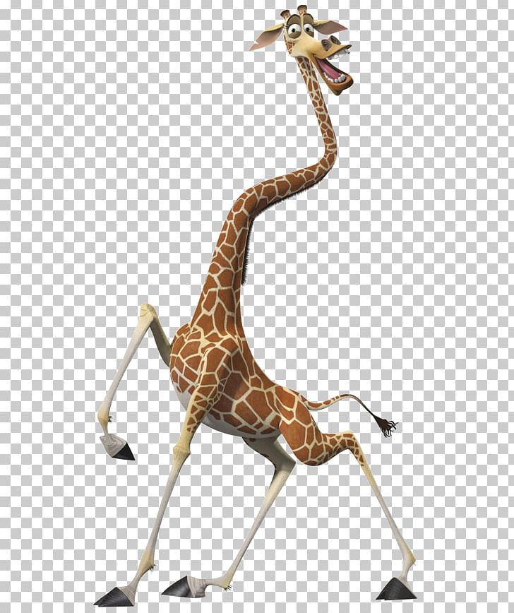 Melman Gloria Alex Madagascar Character PNG, Clipart, Alex, Animals, Character, Dreamworks, Dreamworks Animation Free PNG Download
