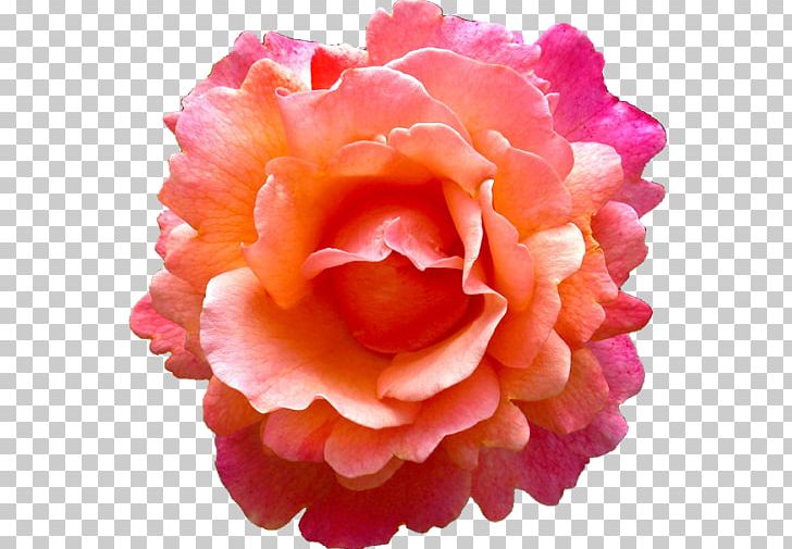 Rose Flower Pink Earring Orange PNG, Clipart, Begonia, Blue Rose, China Rose, Coral, Cut Flowers Free PNG Download
