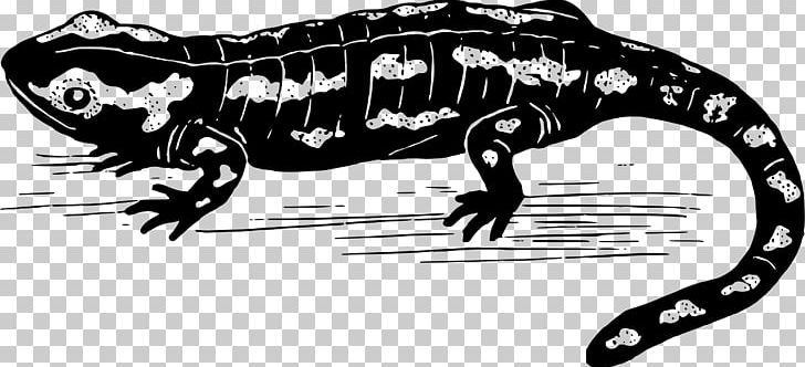 Salamander Tyrannosaurus PNG, Clipart, Animals, Black, Blog, Carnivoran, Cartoon Free PNG Download