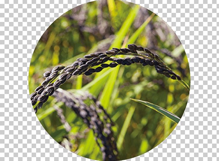 Commodity Lavender PNG, Clipart, Commodity, Crop, Grass, Grass Family, Lavender Free PNG Download
