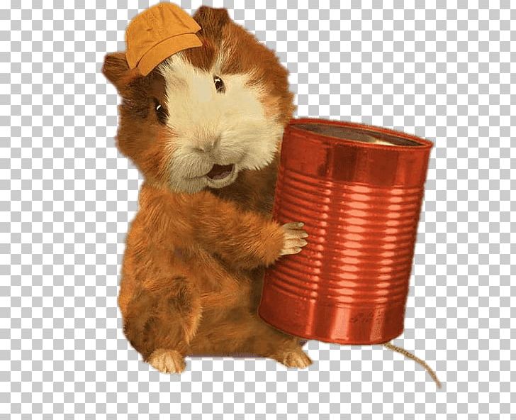 Guinea Pig Cat Hamster Pet Dog PNG, Clipart, Animals, Cartoon, Cat, Cat Food, Dog Free PNG Download