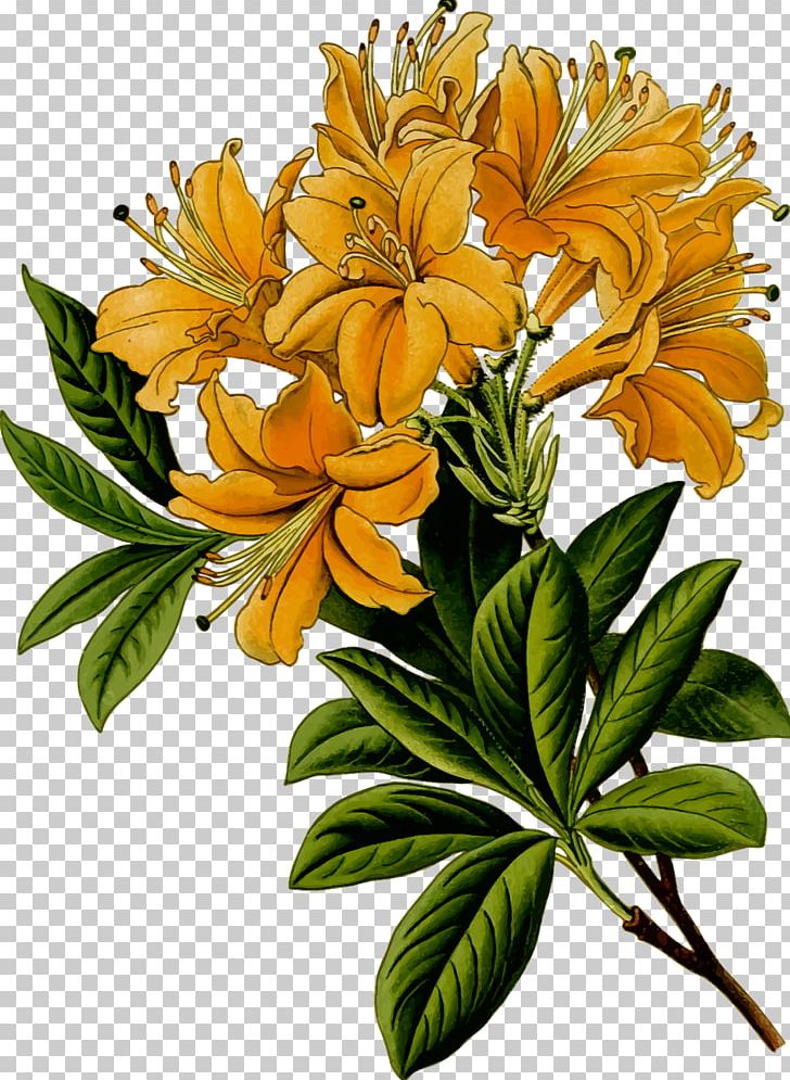 Flower Leaf Branch Rhododendron PNG, Clipart, Alstroemeriaceae, Autumn Leaf Color, Branch, Cut Flowers, Floral Design Free PNG Download