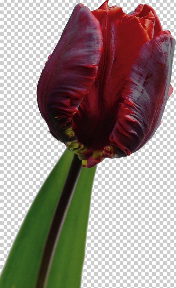 Flowering Plant Tulip Hippeastrum Liliaceae PNG, Clipart, Bud, Closeup, Closeup, Family, Flower Free PNG Download