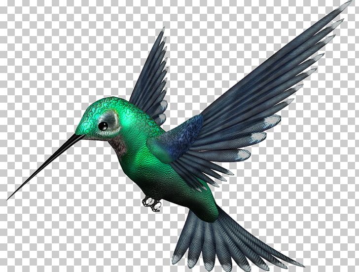 Desktop Bird Video PNG, Clipart, 720p, Animals, Arama, Beak, Bird Free PNG Download