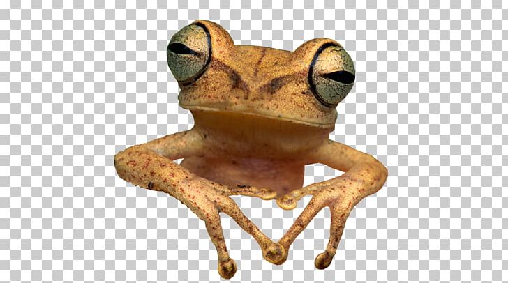 Frog Toad PNG, Clipart, Amphibian, Animals, Batrachia, Clip Art, Desktop Wallpaper Free PNG Download