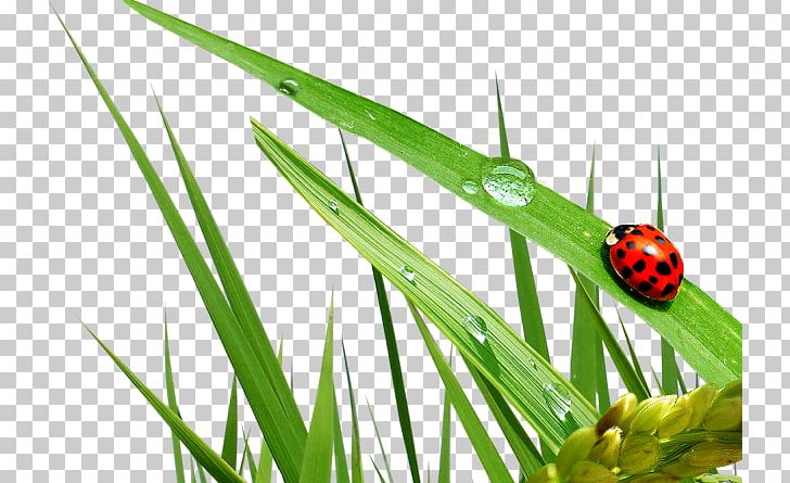 Ladybird PNG, Clipart, Coccinella Septempunctata, Digital Image, Download, Encapsulated Postscript, Grass Free PNG Download