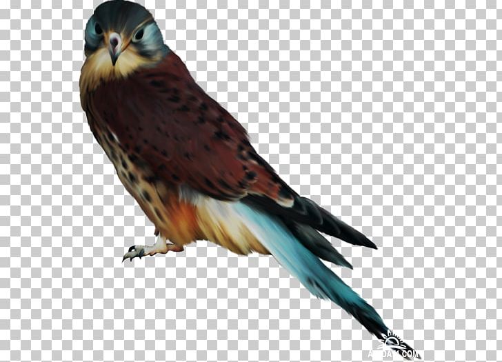 Bird Hawk Eagle PNG, Clipart, Animal, Animals, Beak, Bird, Bird Of Prey Free PNG Download