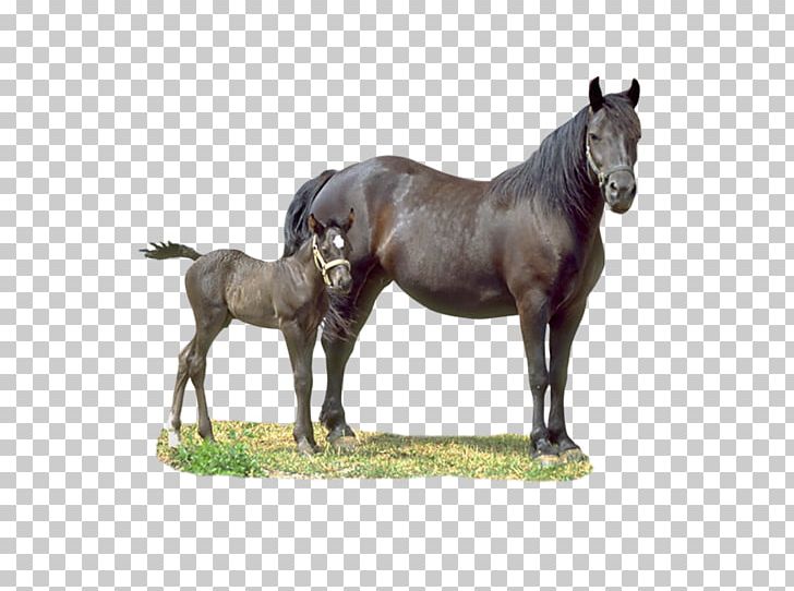 Horse Colt Foal Drawing PNG, Clipart, Animal Figure, Art, Bridle, Cabal, Can Stock Photo Free PNG Download