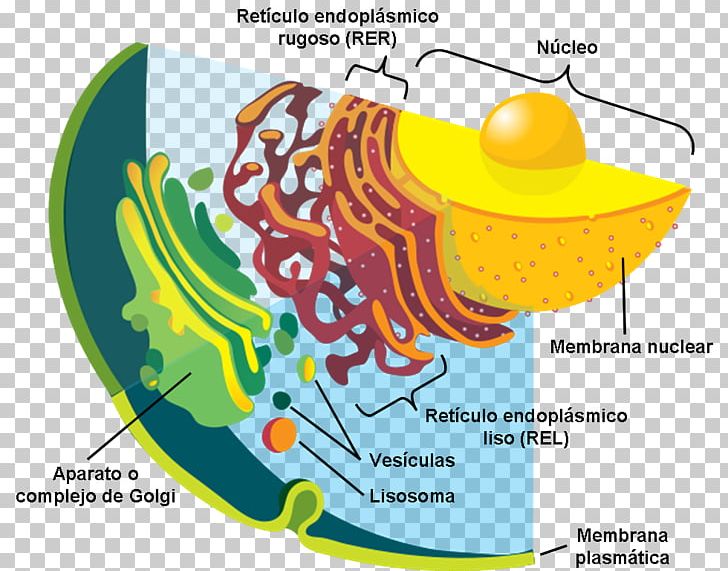 Vesicle Plant Cell Secretion Cell Membrane PNG, Clipart,  Free PNG Download