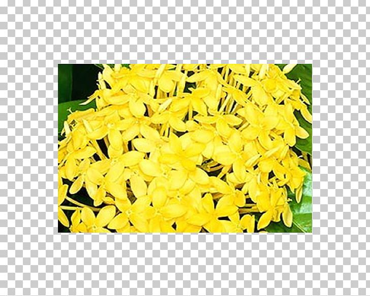 Areca Palm Flower Yellow Chinese Ixora Suriname PNG, Clipart, Arecaceae, Areca Palm, Chinese Ixora, Color, Condolences Free PNG Download