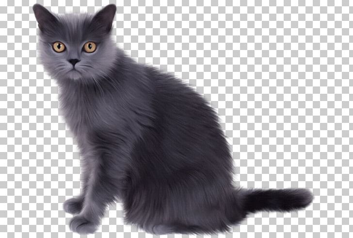 Chartreux Kitten Persian Cat Ragdoll Tabby Cat PNG, Clipart, Animal, Animals, Asian, Asian Semi Longhair, Black Cat Free PNG Download