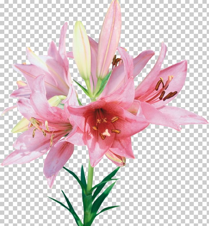 Flower Bouquet PNG, Clipart, Amaryllis Belladonna, Amaryllis Family, Chart, Cut Flowers, Description Free PNG Download
