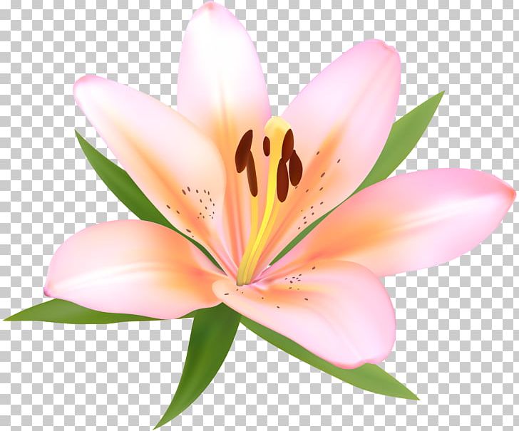 Lilium Lily Of The Incas PNG, Clipart, Art, Clip Art, Closeup, Desktop Wallpaper, Drawing Free PNG Download