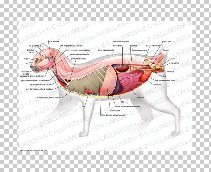 Muscle Animal PNG, Clipart, Animal, Art, Fauna, Jaw, Joint Free PNG Download