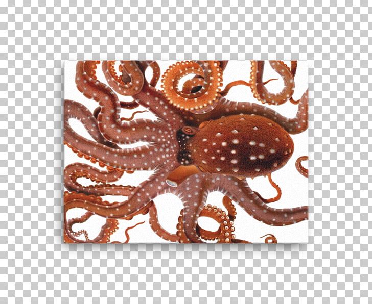 Octopus PNG, Clipart, Animal, Botanical Illustration, Cephalopod, Cuttlefish, Drawing Free PNG Download