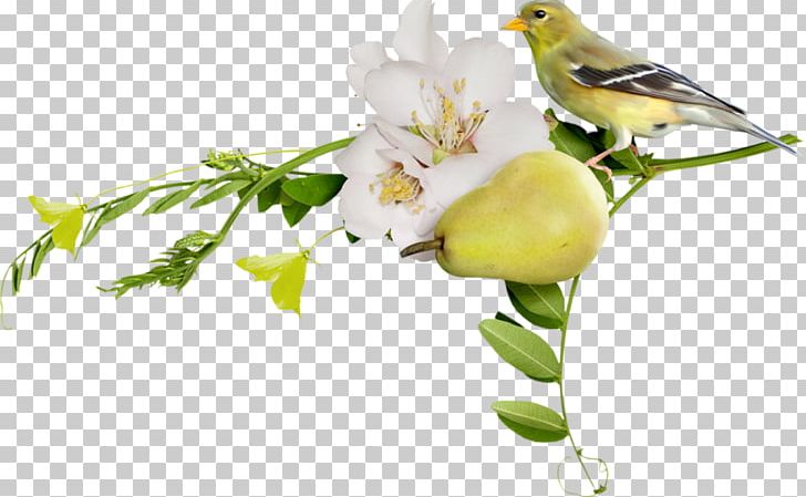 用尽左右脑 PNG, Clipart, Ayraclar, Beak, Bird, Blog, Blossom Free PNG Download