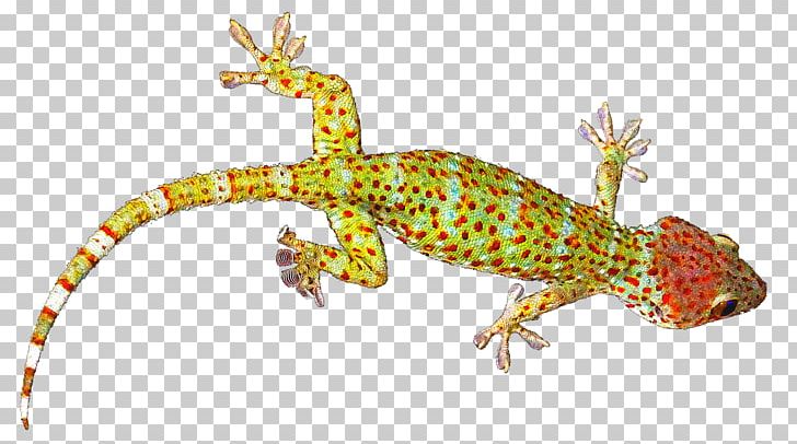 Reptile Lizard Tokay Gecko Common Leopard Gecko PNG, Clipart, Amphibian, Animal, Animals, Bronchocela Jubata, Cecak Free PNG Download