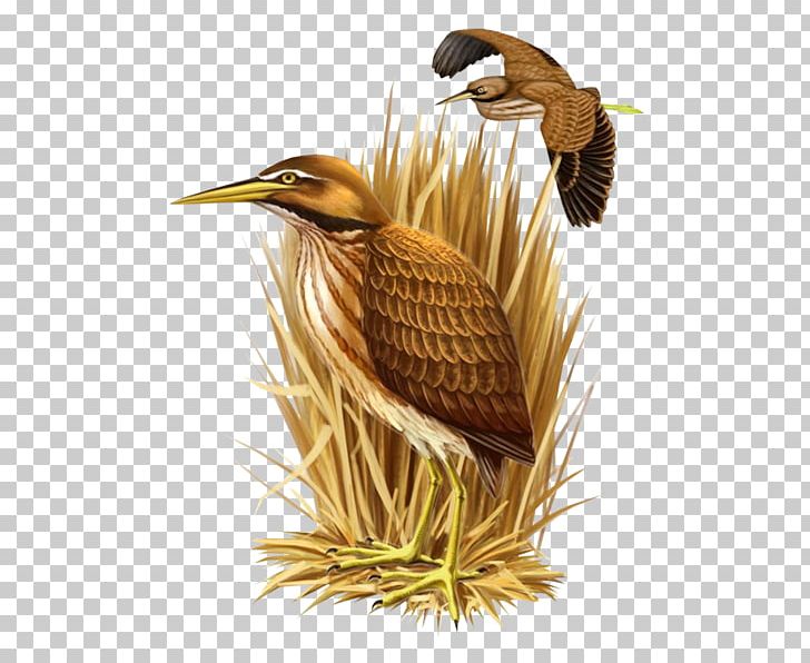 Bird Nest Desktop PNG, Clipart, Animal, Animals, Beak, Bird, Bird Nest Free PNG Download