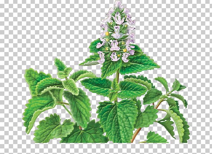 Catnip Mentha Requienii Herbal Tea Herbal Tea PNG, Clipart, Catnip, Common Sage, Herb, Herbaceous Plant, Herbalism Free PNG Download
