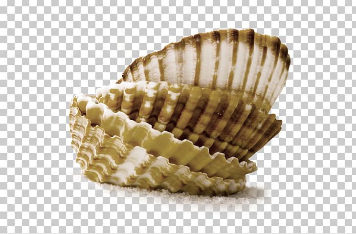 Conchology Cockle Seashell Clam PNG, Clipart, Beach, Clam, Clams Oysters Mussels And Scallops, Cockle, Conch Free PNG Download