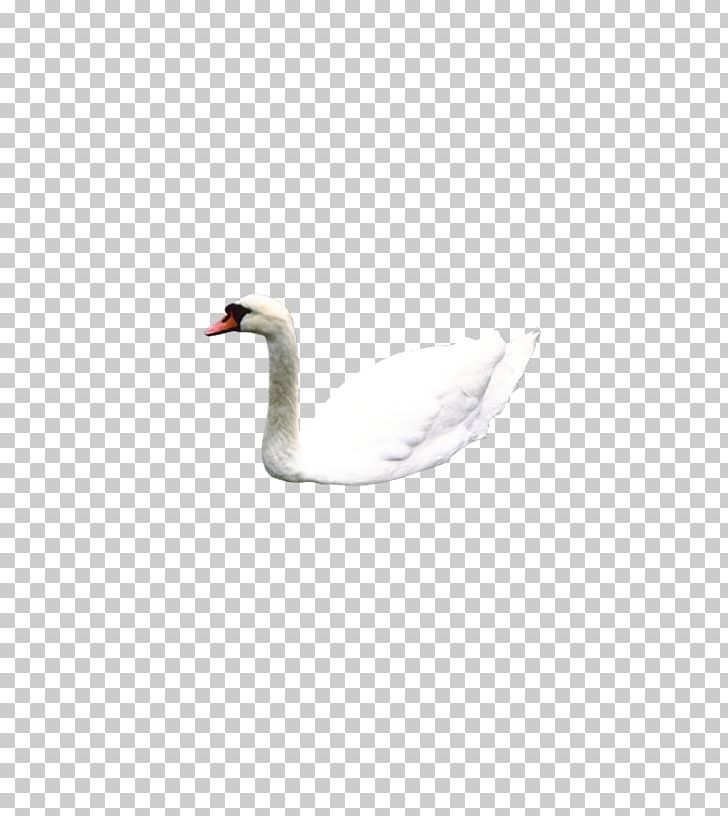 Mute Swan Flight Illustration PNG, Clipart, Animals, Background White, Beak, Bird, Black White Free PNG Download