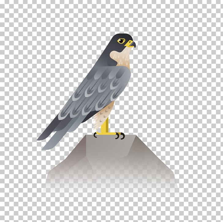 Bird Eagle Hawk Icon PNG, Clipart, Accipitriformes, Animals, Beak, Bird, Bird Cage Free PNG Download