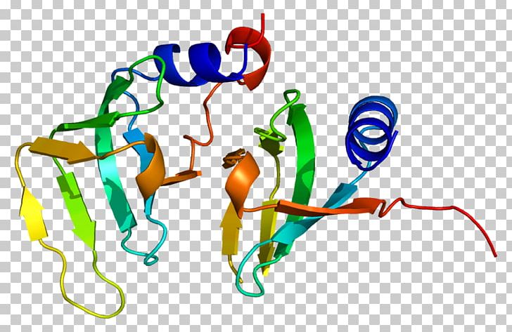 Small Nuclear Ribonucleoprotein D1 Small Nuclear Ribonucleoprotein D2 Protein Structure Gene PNG, Clipart, Area, Artwork, Gene, Homo Sapiens, Human Behavior Free PNG Download