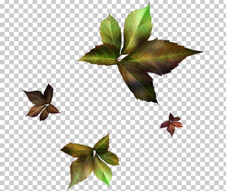 Twig Plant Stem Leaf PNG, Clipart, Branch, Feuille, Ivy, Leaf, Plant Free PNG Download