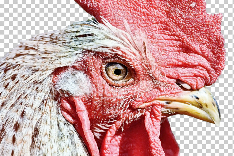 Bird Chicken Beak Rooster Close-up PNG, Clipart, Beak, Bird, Chicken, Closeup, Comb Free PNG Download