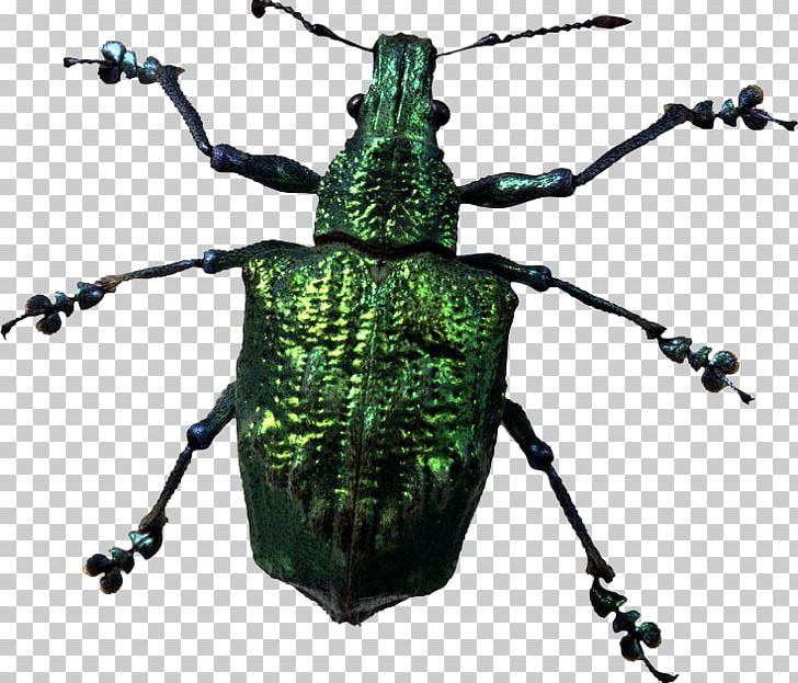 Beetle PNG, Clipart, Animals, Beetle, Display Resolution, Download, Helicopter Free PNG Download