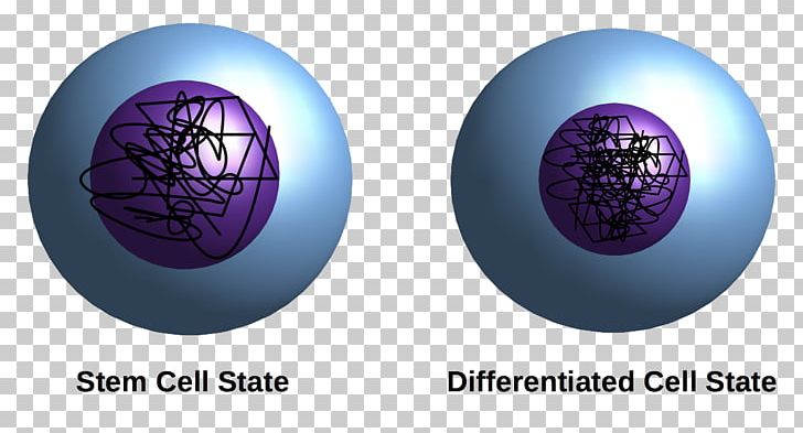 Chromatin Cellular Differentiation Stem Cell Gene PNG, Clipart, Cell, Cellular Differentiation, Chromatin, Circle, Gene Free PNG Download
