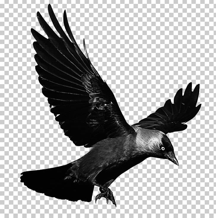 Crows Flight PNG, Clipart, Alpha Compositing, Animals, Beak, Bird, Bird Of Prey Free PNG Download