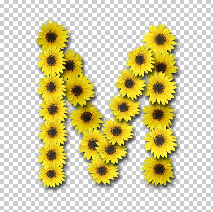 Letter Case Alphabet Common Sunflower PNG, Clipart, Alphabet, Common Sunflower, Daisy Family, English Alphabet, Flower Free PNG Download