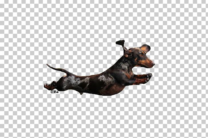 Manchester Terrier Vizsla Australian Shepherd Dog Breed PNG, Clipart, Australian Shepherd, Breed, Carnivoran, Dog, Dog Breed Free PNG Download