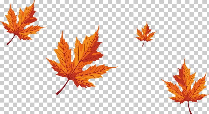 Maple Leaf Red Maple PNG, Clipart, Autumn Leaves, Deciduous, Euclidean Vector, Fall, Falling Vector Free PNG Download