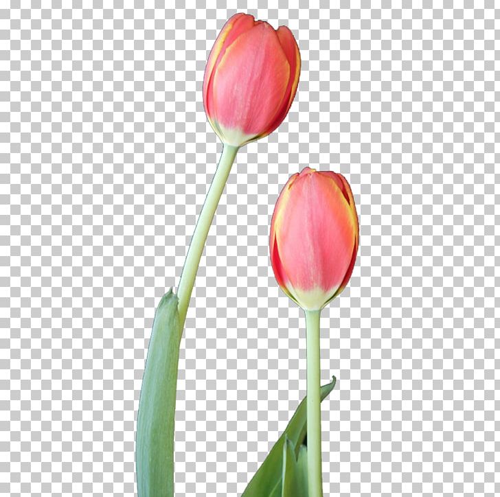 Tulip Flower Designer PNG, Clipart, Buckle, Bud, Closeup, Color, Designer Free PNG Download