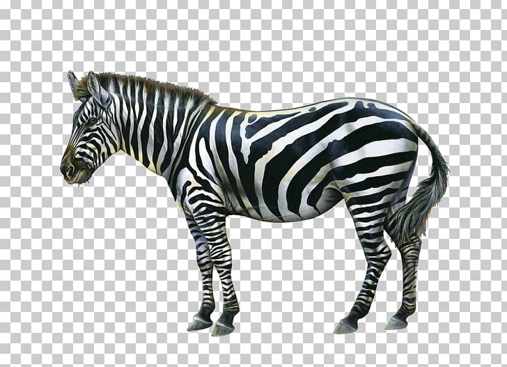 Zebra Quagga PNG, Clipart, Animal Figure, Animals, Computer Icons, Download, Encapsulated Postscript Free PNG Download
