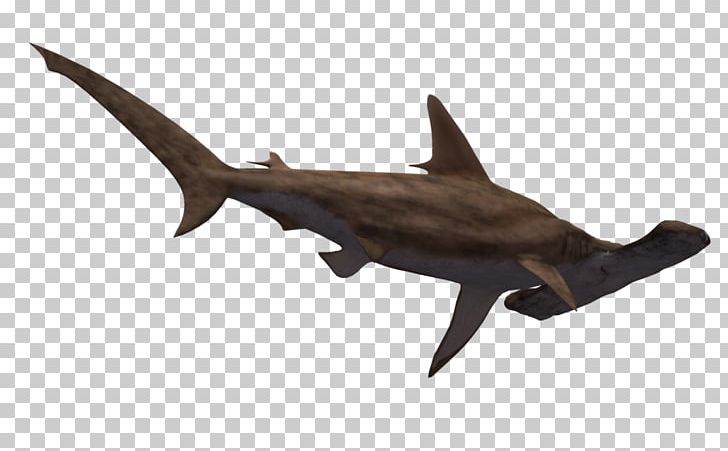 Hammerhead Shark Great White Shark PNG, Clipart, Animal, Animal Figure, Animals, Bonnethead, Bull Shark Free PNG Download