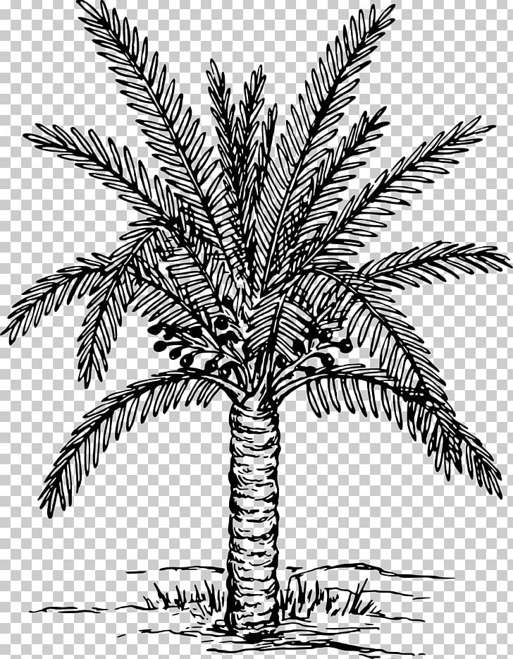 Metroxylon Sagu Arecaceae Drawing Tree Sago PNG, Clipart, Arecales, Black And White, Botanical Illustration, Botany, Branch Free PNG Download