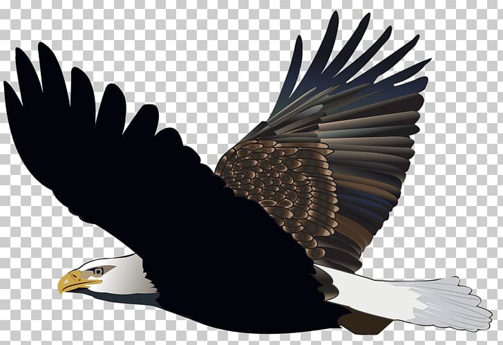 The Bald Eagle Bird White-tailed Eagle United States PNG, Clipart, Accipitriformes, African Fish Eagle, Animal, Animals, Bald Eagle Free PNG Download