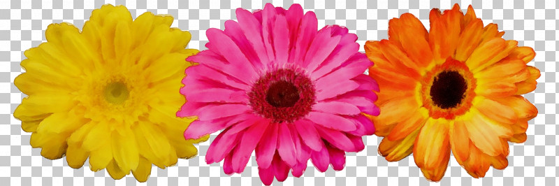 Sunflower PNG, Clipart, Chrysanthemum, Closeup, Cut Flowers, Cutting, Flower Free PNG Download