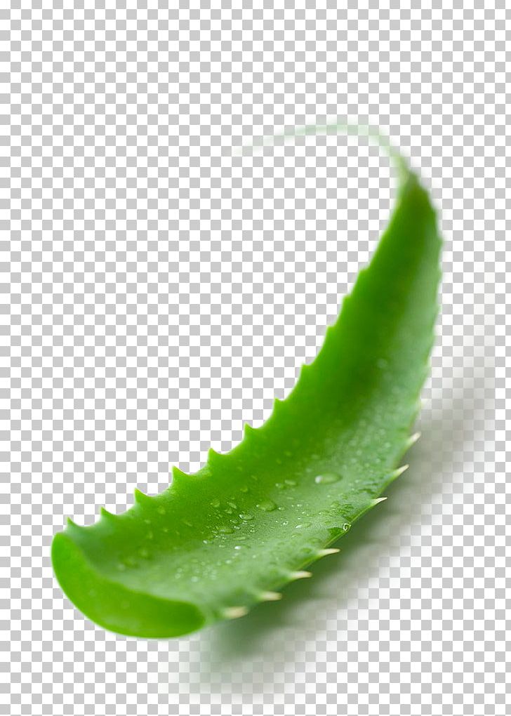 Aloe Vera Malvaviscus Arboreus Leaf Plant Euclidean PNG, Clipart, Acne, Aloe, Aloe Plant, Aloe Vera, Aloe Vera Crush Free PNG Download