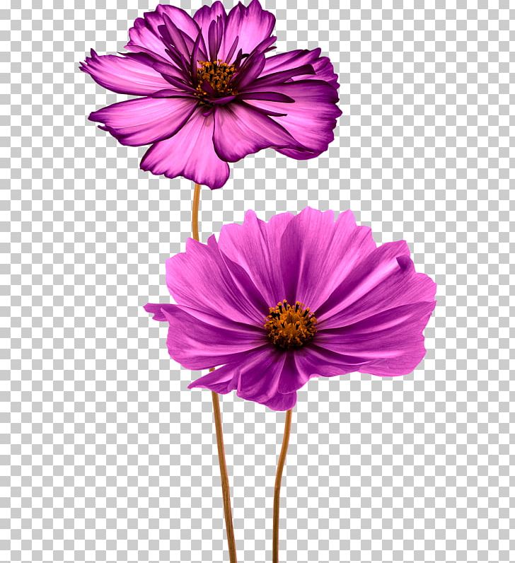 Common Daisy Flower PNG, Clipart, Annual Plant, Aster, Bellis, Common Daisy, Cosmos Free PNG Download