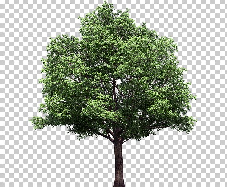 Narra Rosewood Red Sandalwood Tree PNG, Clipart, Branch, Desktop Wallpaper, Evergreen, Narra, Nature Free PNG Download