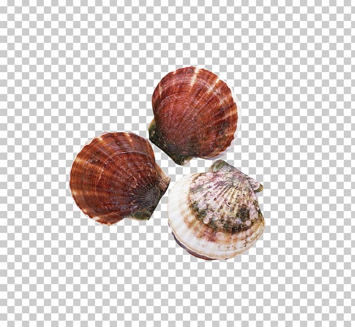 Clam Oyster Sushi Shellfish Patinopecten Yessoensis PNG, Clipart, Animal Source Foods, Clam, Clams Oysters Mussels And Scallops, Cockle, Conchology Free PNG Download